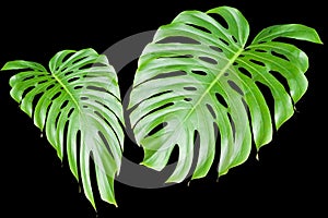 Large tropical leaves