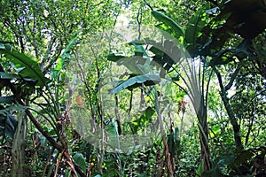 LARGE TROPICAL LEAVES IN A WOODED AREA photo