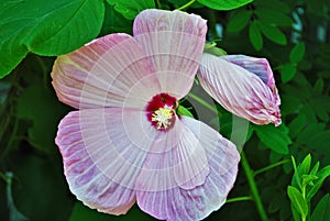 Large tropical pink hibiscus flower in the summer