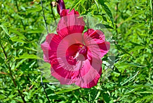 Large tropical red hibiscus flower in the summer