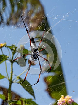 large tropical spider, Trichonephila inura, lurks on its web for prey. Madagascar