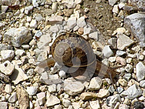 Large tropical terrestrial snail class Gastropoda