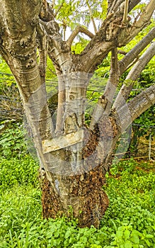 Large tropical tree plant in Puerto Escondido Mexico photo