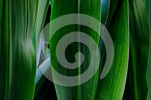 Large tropical water plant leaves growing in botanical garden