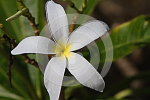 Large Tropical White Lily, Close Up