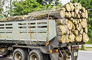 Large truck transporting wood. Wagons laden with wood of logs to the log yard at a lumber processing mill that specializes.