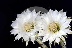 Large tube-shaped flowers isolated on black.