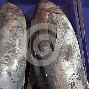 Large tuna fish sold in markets by traders