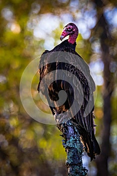 Large turkey vulture portrait close up in summer sun