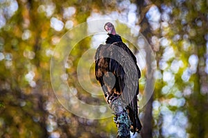 Large turkey vulture portrait close up in summer sun