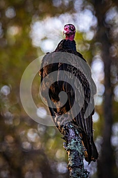 Large turkey vulture portrait close up in summer sun