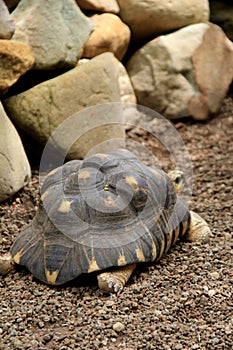 Large turtle with colorful shell in natural habitat