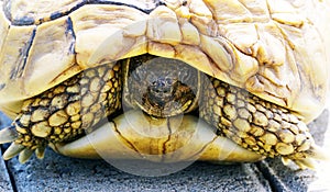Large turtle crossing the pavement street very slowly