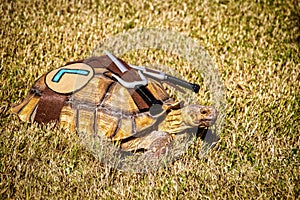 Large turtle dressed as Ninja Turtle with knives strapped to his back crawling in grass - Halloween Costume