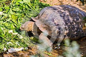 Large turtle