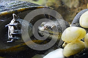 A large turtle floating under the water in an aquarium in the zoo.