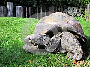 a large turtle lies in the grass