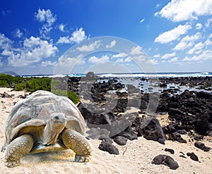 Large turtle (Megalochelys gigantea) at the sea edge on background of tropical landscape.