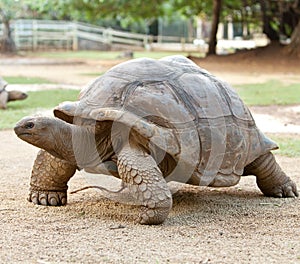 Large turtle.Portrait in a sunny day