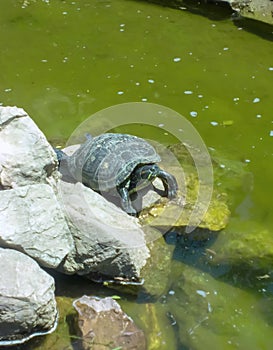 A large turtle on a rock next to the green water. A turtle sits on a stone in the middle of the water.
