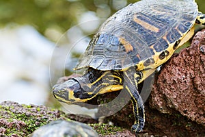 Large turtle on rocks