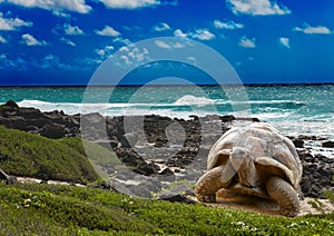 Large turtle at the sea edge.tropical landscape