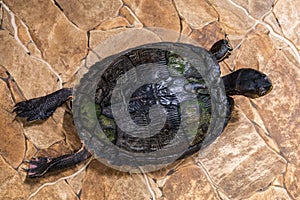 A large turtle with a shell. The turtle has a body outside the shell