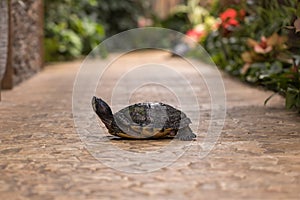 A large turtle with a shell. The turtle has a body outside the shell