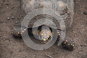 Large Turtle with Yellow on His Face