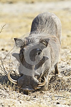 Large tusk male warthog photo