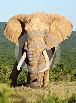 Large-tusked Addo Elephant