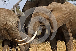 Large Tusked African Bush Elephant Head Shot