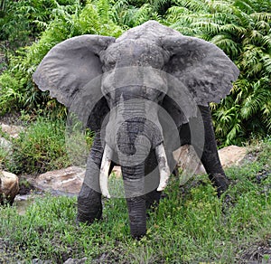 Large-tusked elephant bull, Kenya