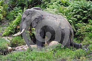 Large-tusked elephant bull, Kenya
