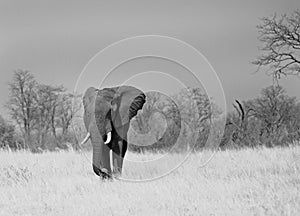 Large tusked elephant walking through the plains in Hwange