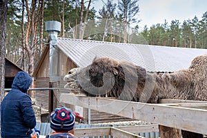 Large two-humped brown camel in the corral in winter. Green forest in the daytime. Wooden fence. Artiodactyl furry animal. People