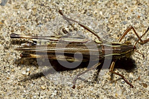 A large two striped grasshopper Melanoplus bivittatus on concrete ground. photo