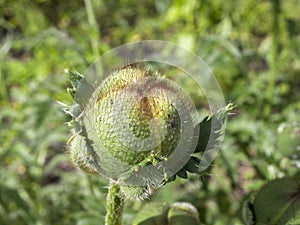 Large unbroken poppy bud