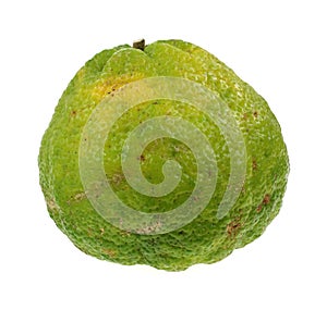 Uniq Fruit Large Single