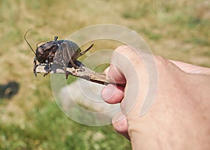 A large unique insect bigbellied cricket sitting on a piece of wood in Macin mountains natural park.