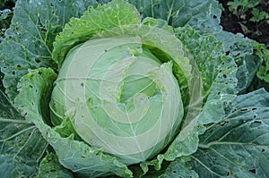 Large unripe head of cabbage in the farm vegetable garden