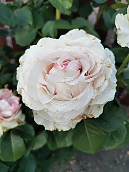 A large, unsurpassed white rose