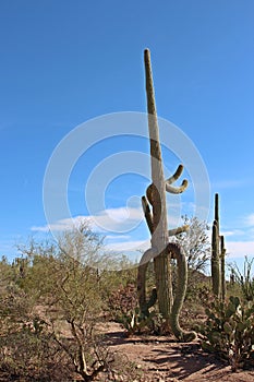 Large, unusually shaped Saguaro Cactus in a desert landscape with Prickly Pear, Ocotillo and Palo Verde bushes in Arizona photo