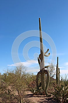 Large, unusually shaped Saguaro Cactus in a desert landscape with Prickly Pear, Ocotillo and Palo Verde bushes in Tucson, Arizona photo