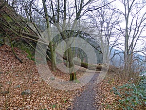 Large uprooted tree blocking a dirt path