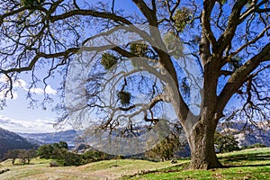 Large valley oaks with mistletoe growing on the branches, Sunol Regional Wilderness, San Francisco bay area, California