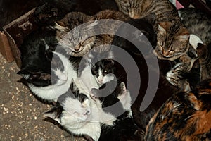 A large variety of kittens snuggle together during afternoon sleep time