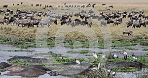 A Large Variety Of Wildlife Are Seen At Lake Magadi In The Ngorongoro Crater In Tanzania, Afric