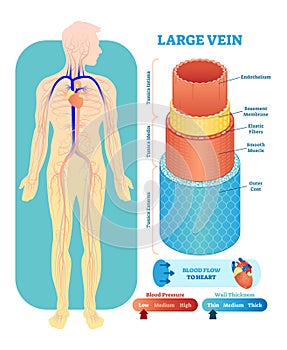 Large vein anatomical vector illustration cross section. Circulatory system blood vessel diagram scheme on human body silhouette. photo