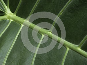 Large vein structure of leaf